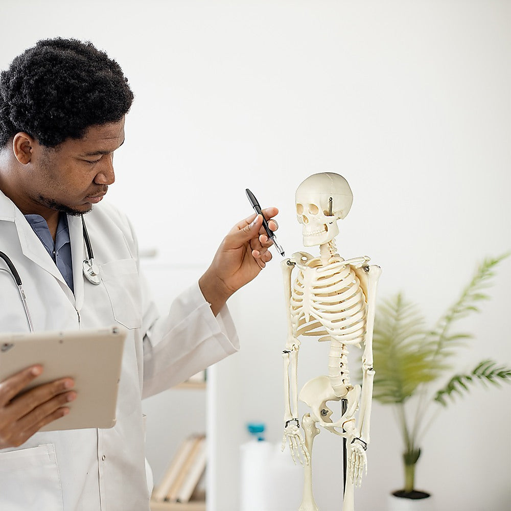 Anatomical 85cm Tall Human Skeleton with Flexible Spine Model - Medical Anatomy