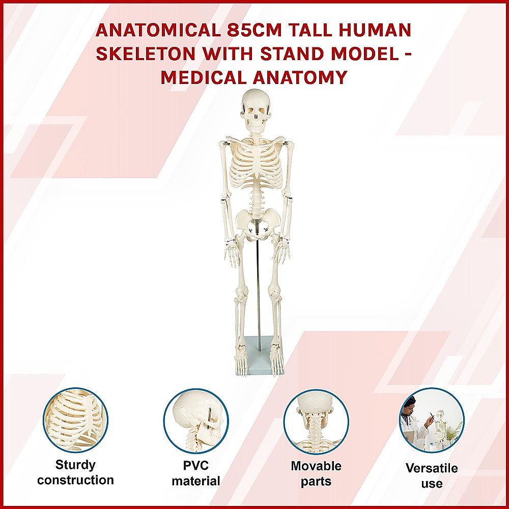 Anatomical 85cm Tall Human Skeleton with Flexible Spine Model - Medical Anatomy