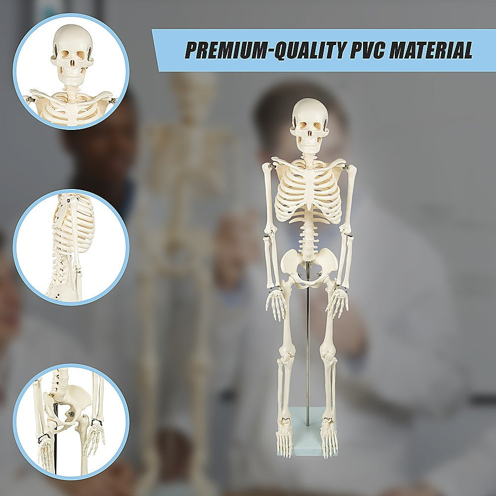 Anatomical 85cm Tall Human Skeleton with Flexible Spine Model - Medical Anatomy