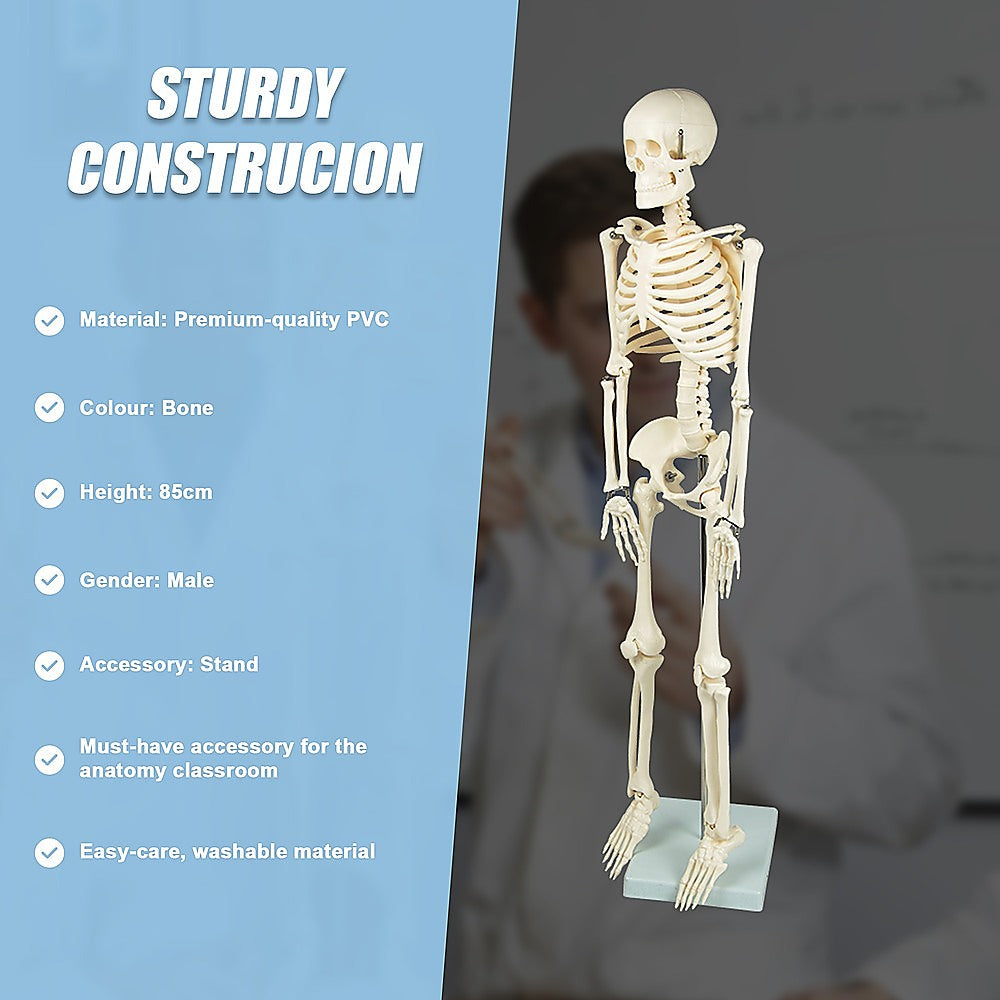 Anatomical 85cm Tall Human Skeleton with Flexible Spine Model - Medical Anatomy