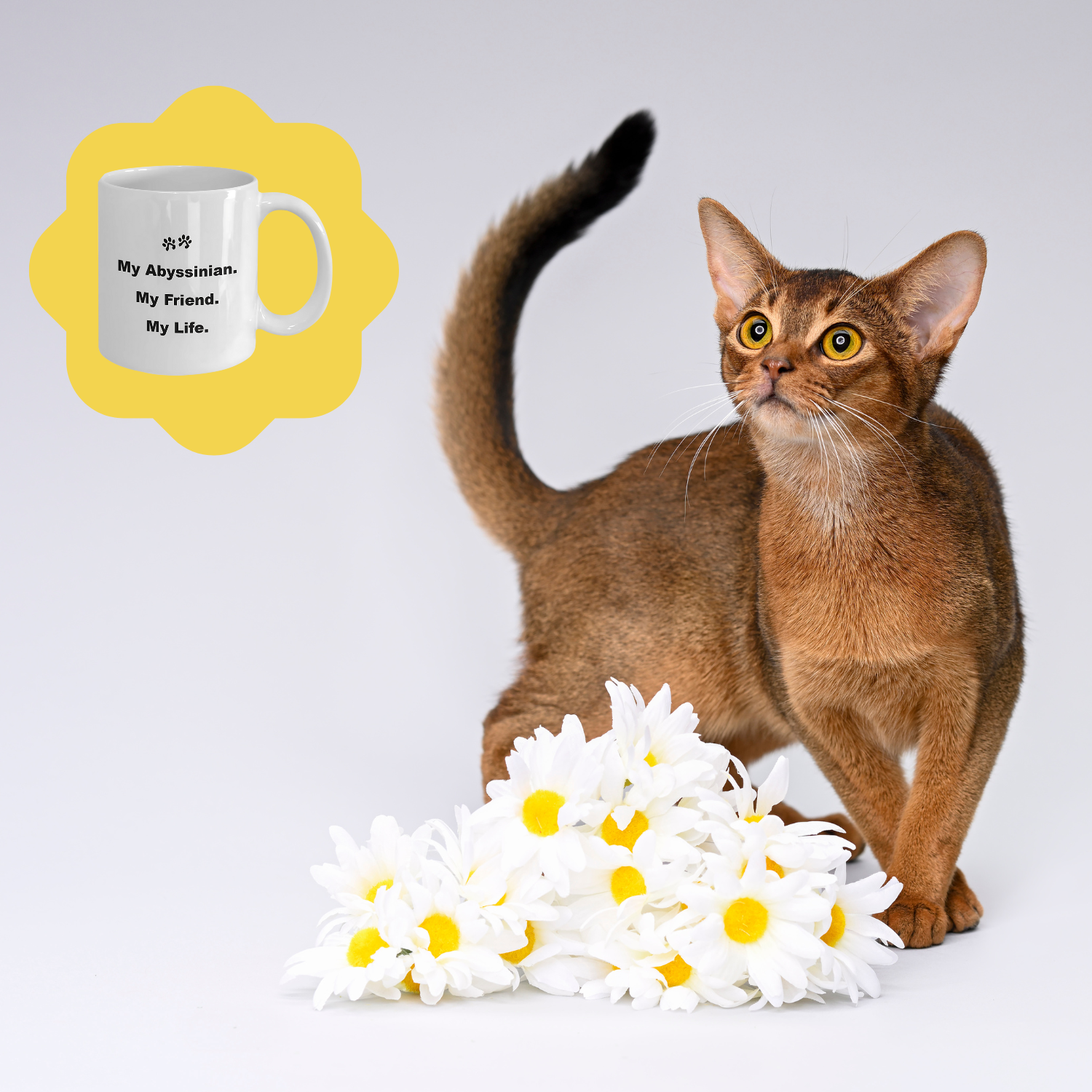 For Cat Lover, 40+ Breeds Avail, Cat Owner, Cat Breeder, Feline Friend