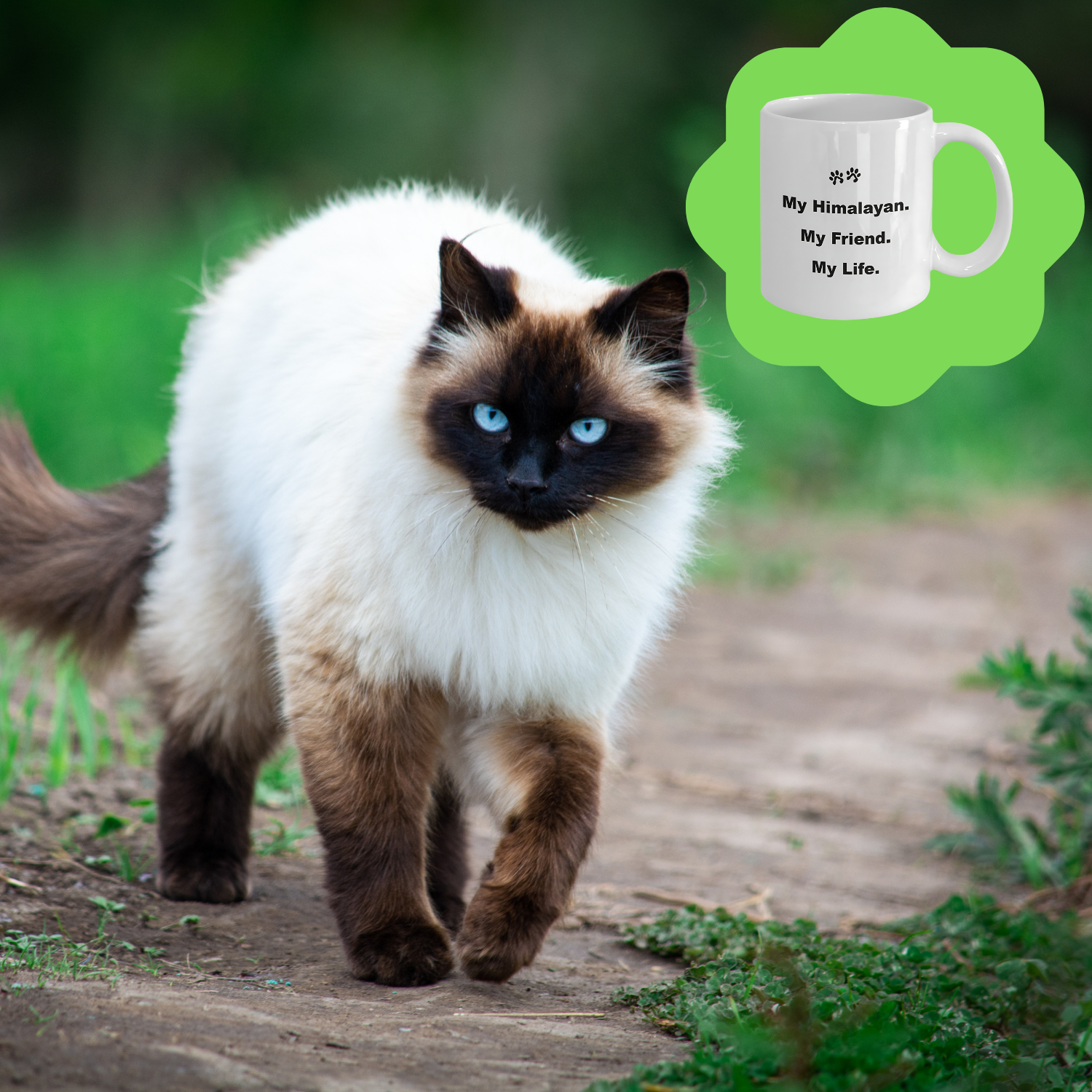 For Cat Lover, 40+ Breeds Avail, Cat Owner, Cat Breeder, Feline Friend