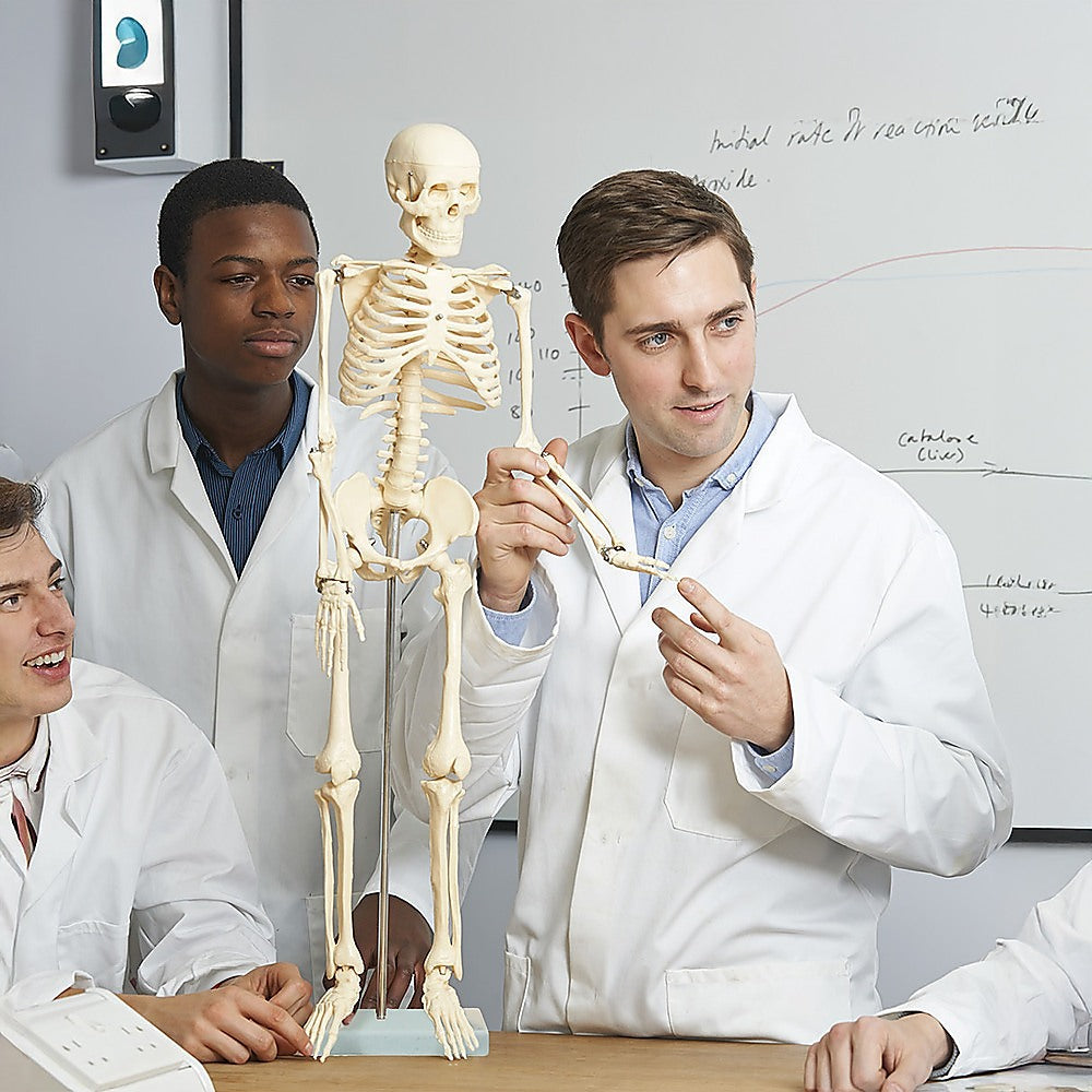 Anatomical 85cm Tall Human Skeleton with Flexible Spine Model - Medical Anatomy