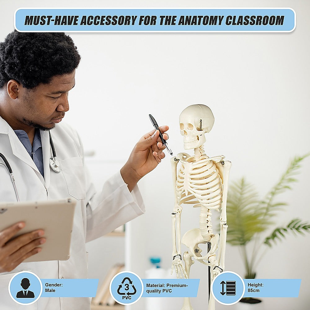 Anatomical 85cm Tall Human Skeleton with Flexible Spine Model - Medical Anatomy